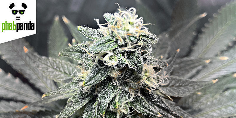 Grease Monkey af Phat Panda Seeds GREASE MONKEY BY PHAT PANDA SEEDS