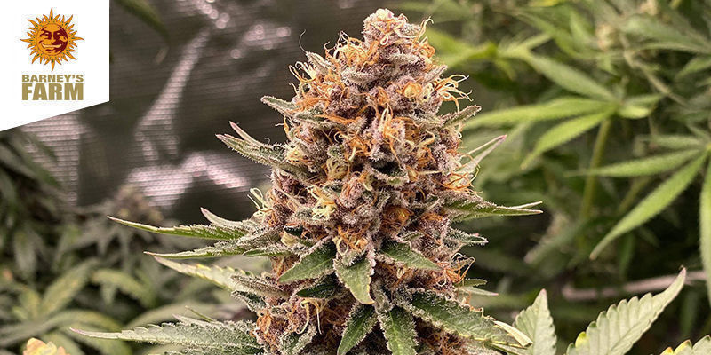 Purple Punch fra Barney'S Farm PURPLE PUNCH BY BARNEY'S FARM