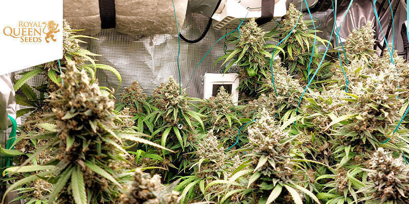 Royal Gorilla af Royal Queen Seeds Royal Gorilla By Royal Queen Seeds