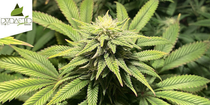 Kukulkan fra Pyramid Seeds KUKULKAN BY PYRAMID SEEDS