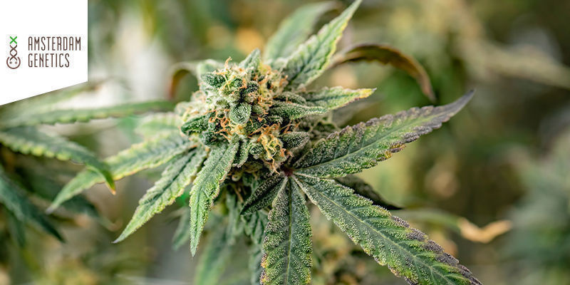 Royal Choco Af Amsterdam Genetics Royal Choco By Amsterdam Genetics