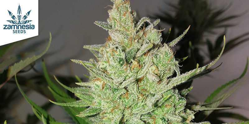 Lemon Power Haze af Zamnesia Seeds LEMON POWER HAZE BY ZAMNESIA SEEDS