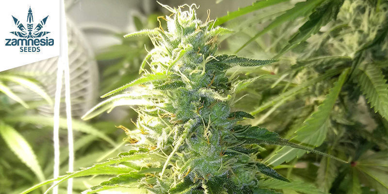 Gelato fra Zamnesia Seeds Gelato fra Zamnesia Seeds