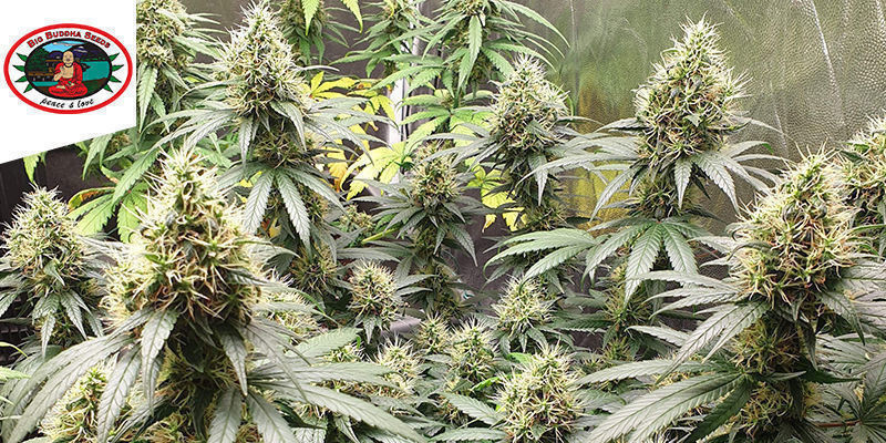Sch’lemon Cake af Big Buddha Seeds SCH’LEMON CAKE BY BIG BUDDHA SEEDS