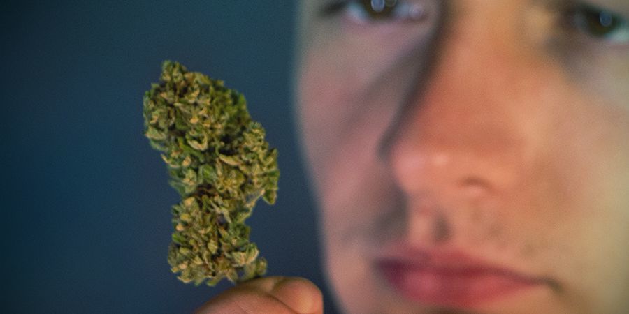 Genkend gammelt cannabis Genkend gammelt cannabis