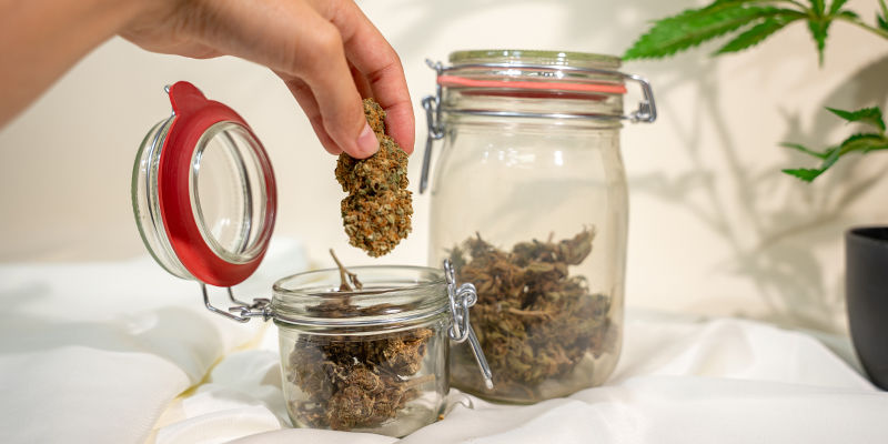 Udluftning af cannabis: En afgørende del af curing-processen Udluftning af cannabis: En afgørende del af curing-processen