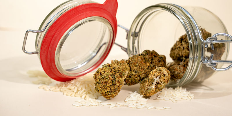 Sådan tørrer du våd cannabis Sådan tørrer du våd cannabis