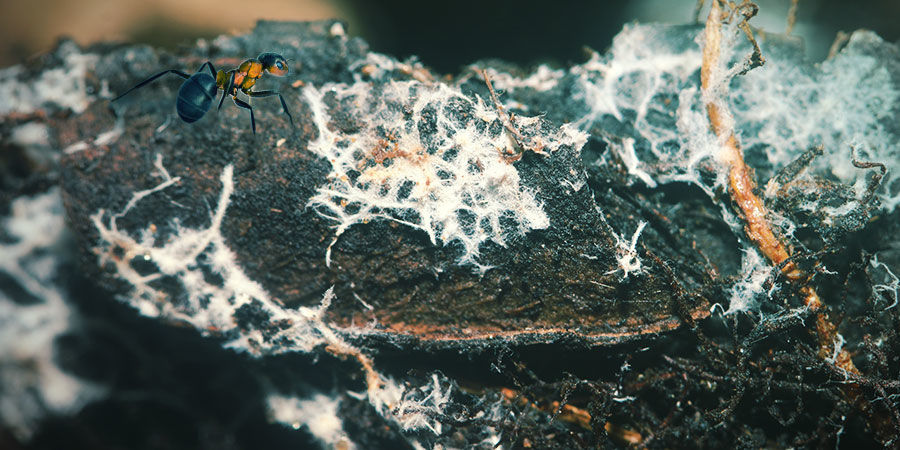 Hvad er mykorrhiza? WHAT ARE MYCORRHIZAE?
