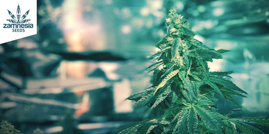 Amnesia Haze (Zamnesia Seeds) feminiserede Amnesia Haze (Zamnesia Seeds) feminiserede