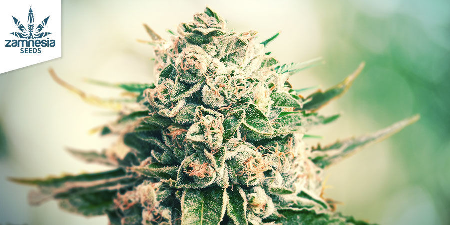 Gorilla Glue (Zamnesia Seeds) Feminiserede Gorilla Glue (Zamnesia Seeds) Feminiserede