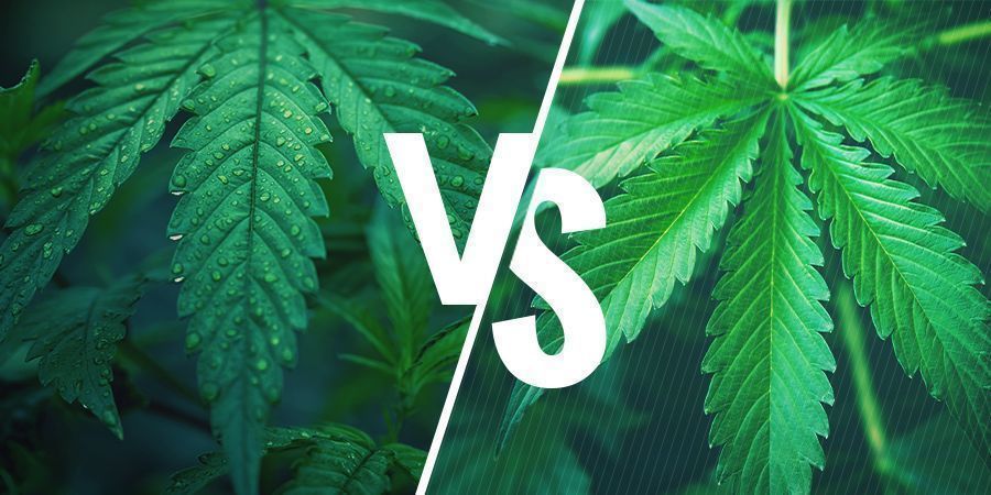 Indica vs. sativa — Vælg den rette sort til dine spiselige cannabisprodukter