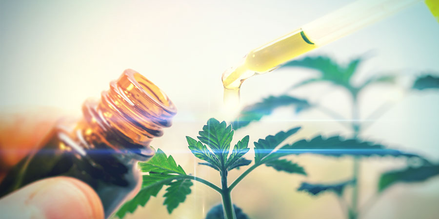Hvad er CBD-cannabis?