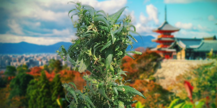 Introduktion: Hokkaido-hamp INTRODUCING: HOKKAIDO HEMP