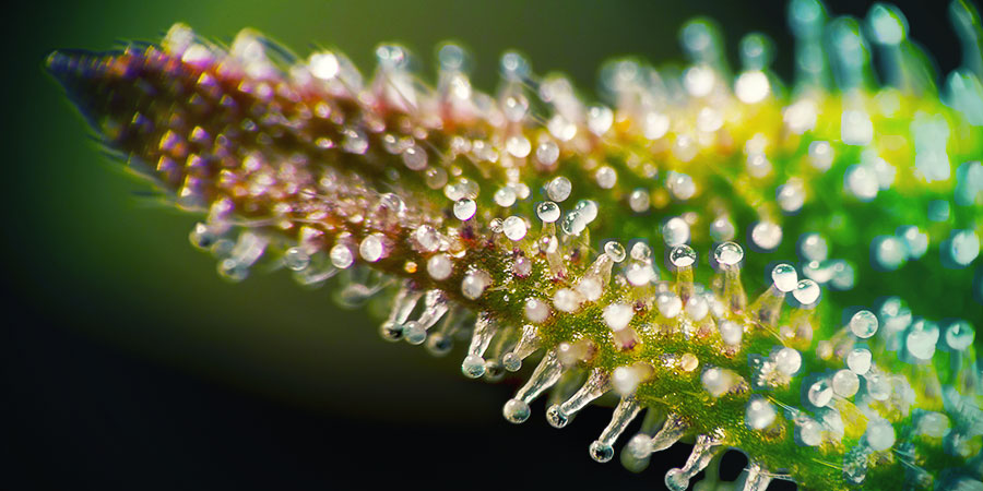 CANNABINOIDER: virkningen af Hokkaido-hamp