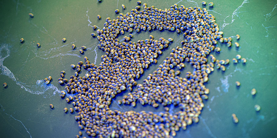 Hokkaido Hemp hører hjemme i din samling Hokkaido Hemp hører hjemme i din samling