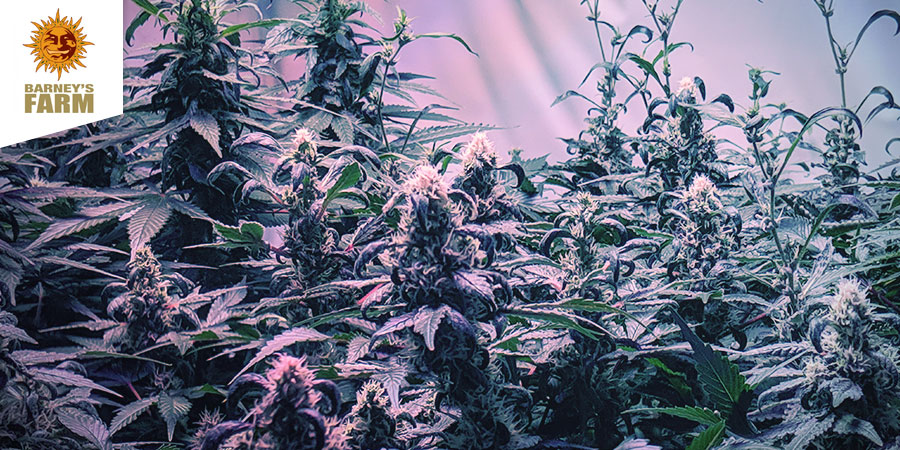 Barney's Coffeeshop Barney's Coffeeshop - Best Hybrid Cannabis Amsterdam