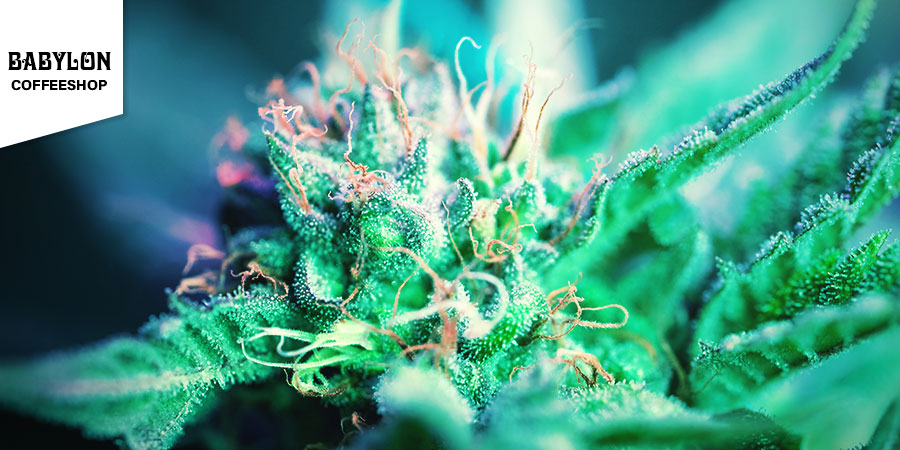 Babylon Coffeeshop Babylon Coffeeshop - Bedste hybride cannabis i Amsterdam