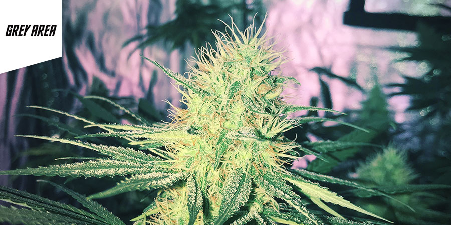 Grey Area Coffeeshop Grey Area Coffeeshop - Bedste hybridcannabis i Amsterdam