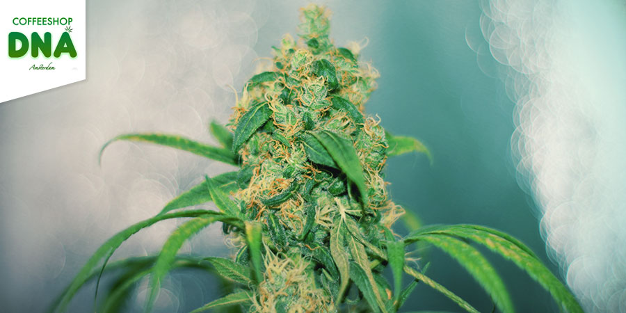 Coffeeshop DNA Coffeeshop DNA - Bedste hybridcannabis i Amsterdam