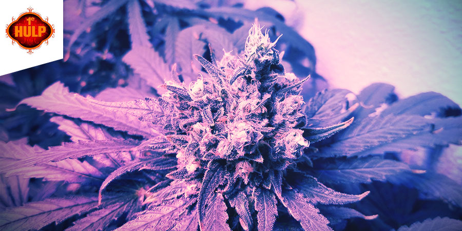 Coffeeshop 1e Hulp Coffeeshop 1e Hulp - Best Hybrid Cannabis Amsterdam