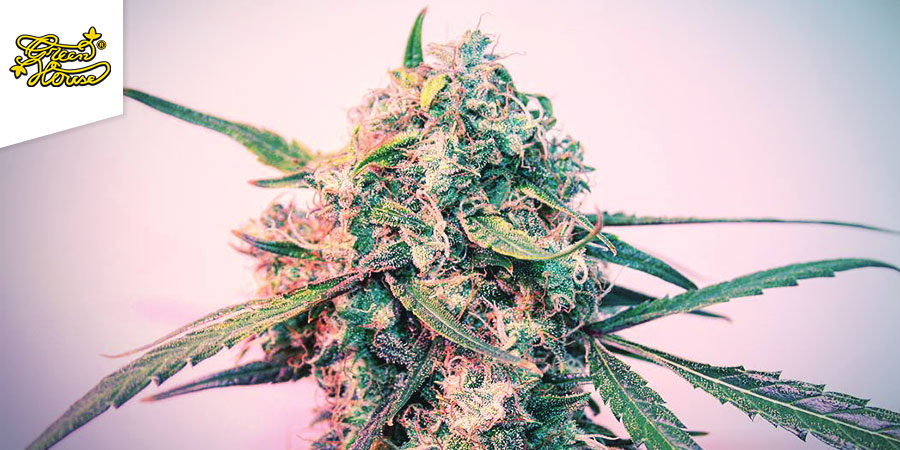 Green House Coffeeshop Green House Coffeeshop - Bedste hybridcannabis i Amsterdam