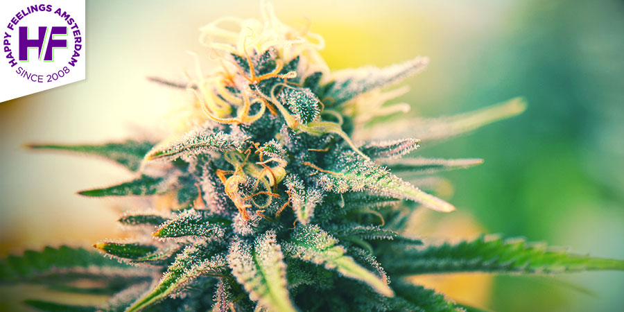 Coffeeshop Happy Feelings Coffeeshop Happy Feelings - Best Hybrid Cannabis Amsterdam