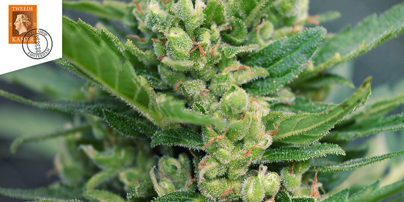 Tweede Kamer Coffeeshop Amsterdam Bedste sativa weed: Tweede Kamer Coffeeshop Amsterdam