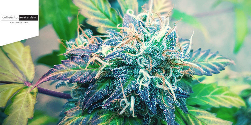 Coffeeshop Amsterdam Bedste sativa-cannabis: Coffeeshop Amsterdam