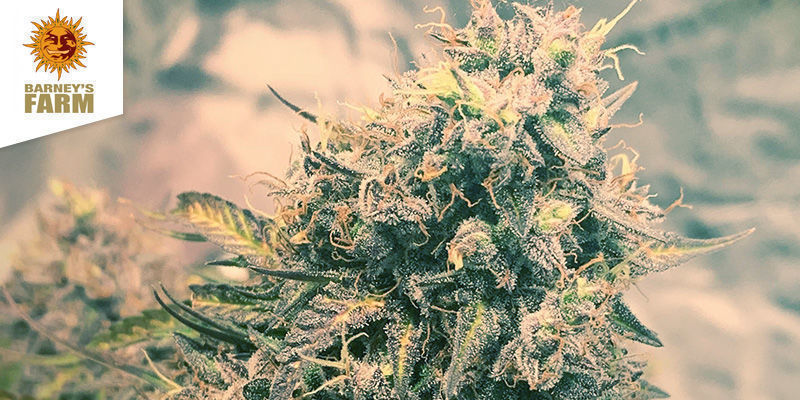 Barney's Coffeeshop Amsterdam Bedste sativa-weed: Barney's Coffeeshop Amsterdam