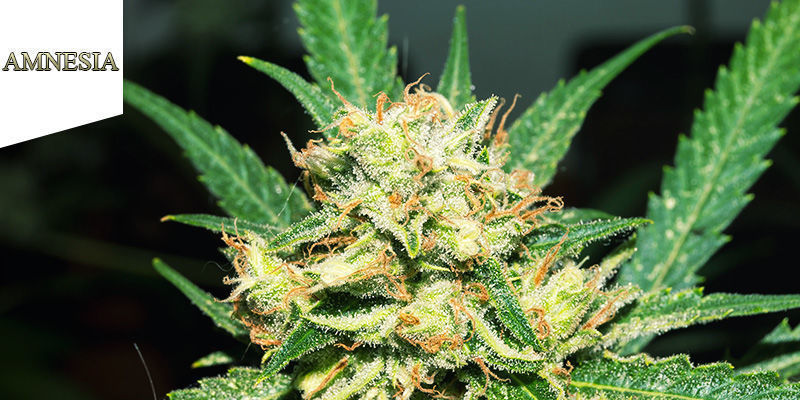 Coffeeshop Amnesia Amsterdam Bedste sativa-weed: Coffeeshop Amnesia Amsterdam