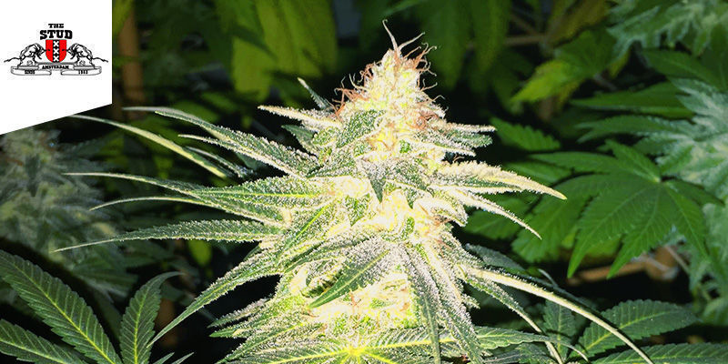The Stud Coffeeshop Amsterdam Bedste sativa-weed: The Stud Coffeeshop Amsterdam