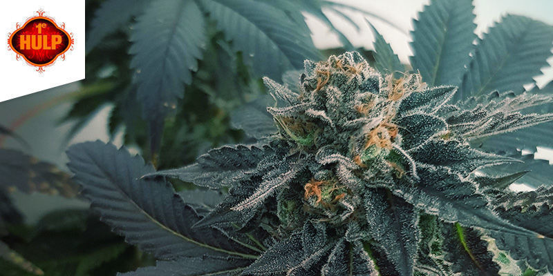 Coffeeshop 1e Hulp Amsterdam Bedste sativa-cannabis: Coffeeshop 1e Hulp Amsterdam