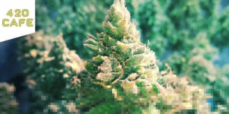 420 Café Coffeeshop Amsterdam Bedste sativa-weed: 420 Café Coffeeshop Amsterdam