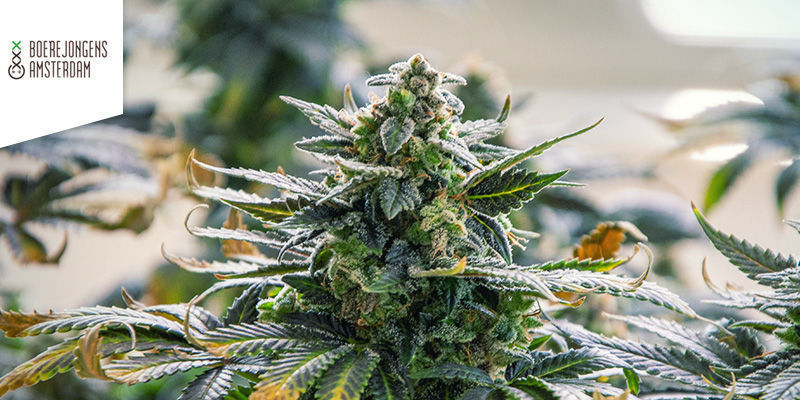 Boerejongens Coffeeshop Amsterdam Bedste sativa-weed: Boerejongens Coffeeshop Amsterdam