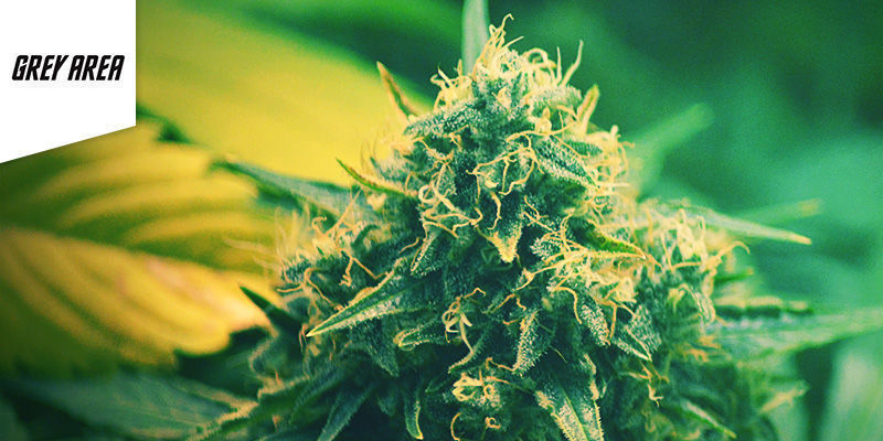 Grey Area Coffeeshop Amsterdam Bedste sativa-cannabis: Grey Area Coffeeshop Amsterdam