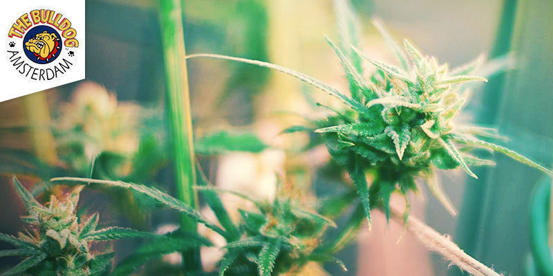The Bulldog Coffeeshop Amsterdam Bedste sativa-weed: The Bulldog Coffeeshop Amsterdam