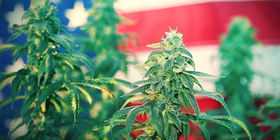 Stjerner, striber og sorter STARS, STRIPES, AND STRAINS