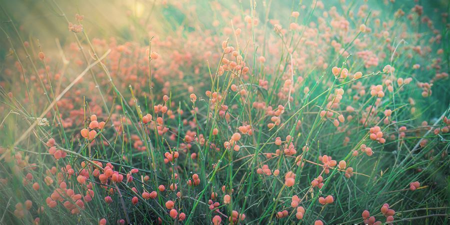 Hvad er ephedra? Hvad er ephedra?