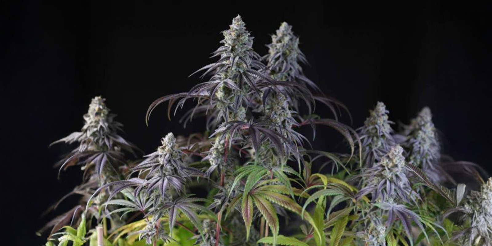 De bedste kulderesistente sorter til at dyrk cannabis om vinteren Best cold-resistant strains to grow in winter