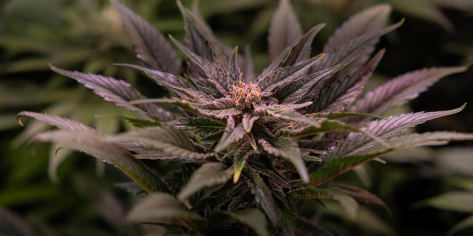 Minimum temperatur, som cannabis kræver Minimum temperature cannabis needs