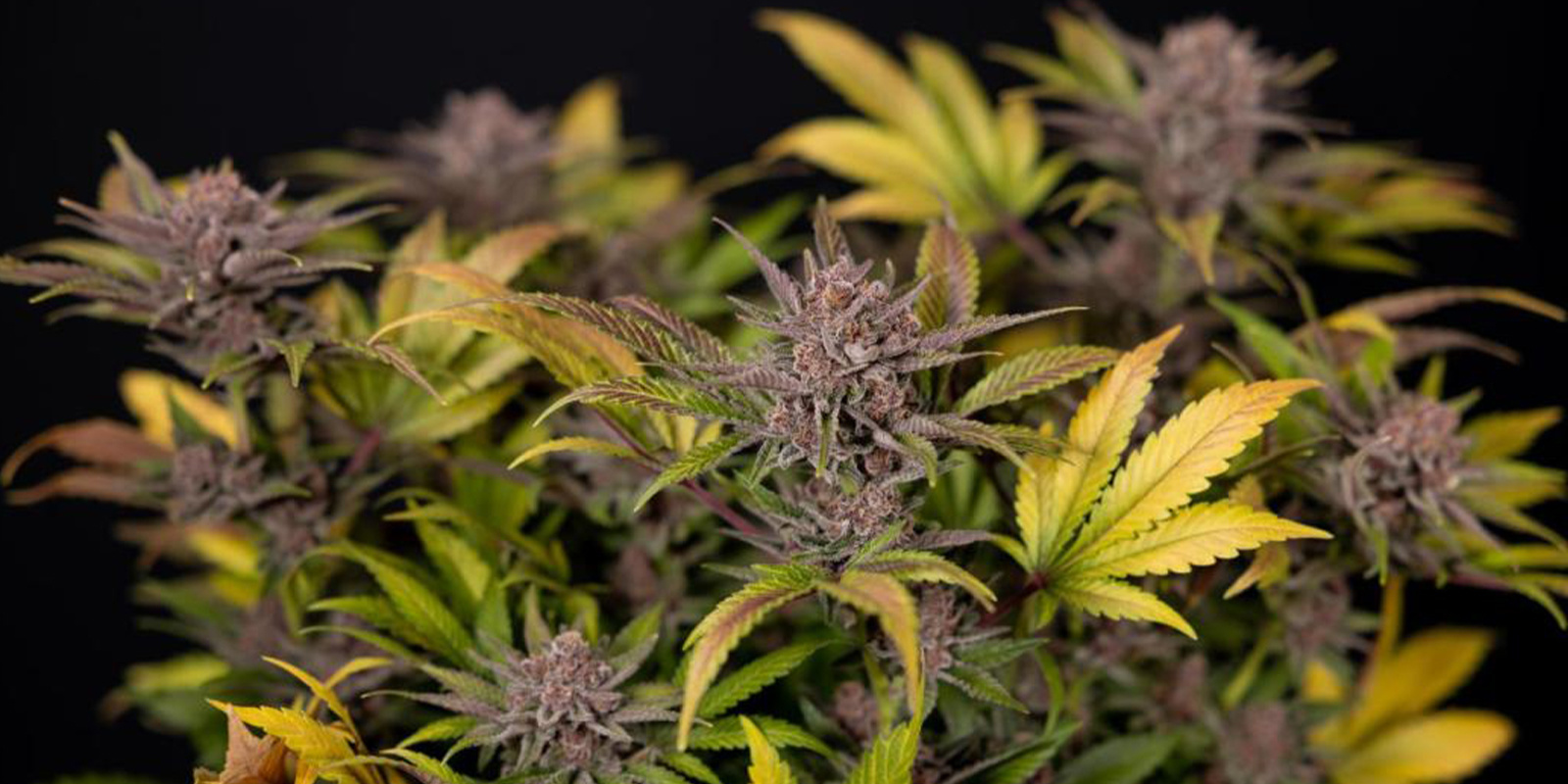 Tips til at dyrk cannabis om vinteren Tips til at dyrk cannabis om vinteren