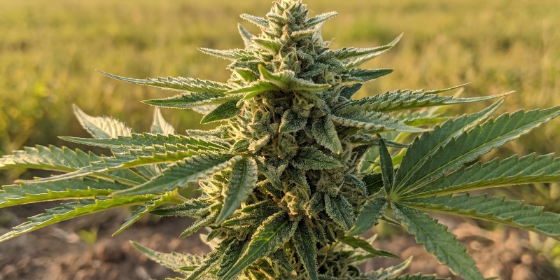 Chocolate Wafflez (Paradise Seeds) Chocolate Wafflez (Paradise Seeds)