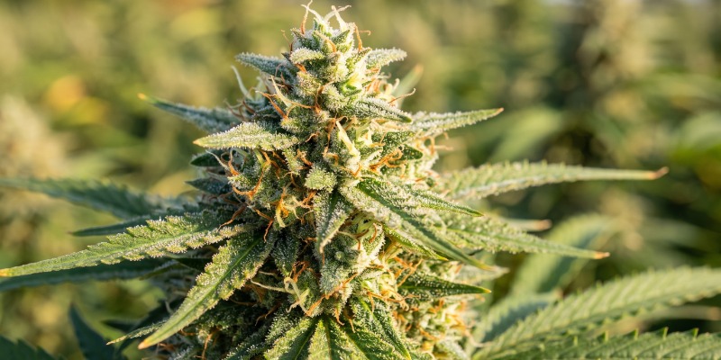 Critical Neville Haze 2.0 (Delicious Seeds) Critical Neville Haze 2.0 (Delicious Seeds)