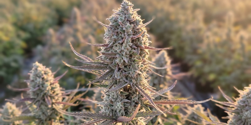 Tropicana Cookies Auto (Fast Buds) Tropicana Cookies Auto (Fast Buds)