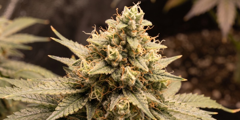 Amnesia Haze Autoflower (Zamnesia Seeds) Amnesia Haze Autoflower (Zamnesia Seeds)