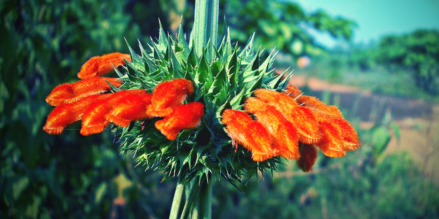 Wild dagga-blomst Wild Dagga Flower
