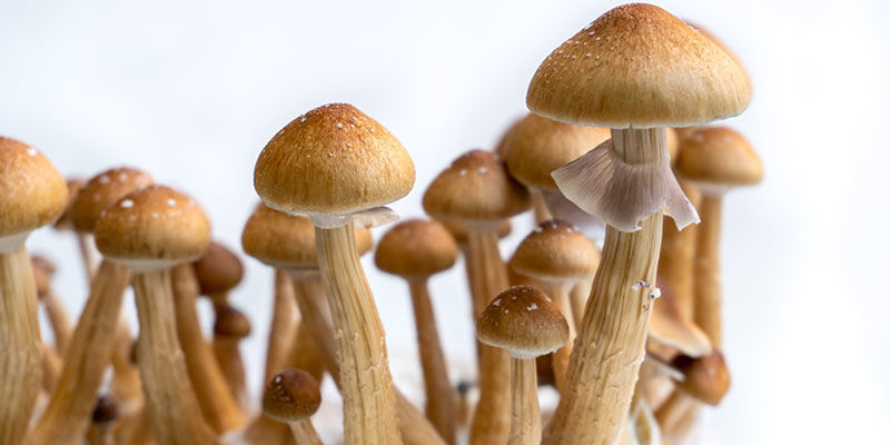Dyrkning af magiske svampe: en metode til alle Dyrkning af magiske svampe: en metode til alle