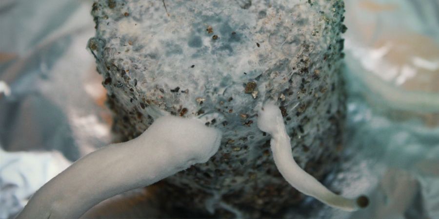 KAN MYCELIUM OGSÅ FÅ BLÅ MÆRKER?