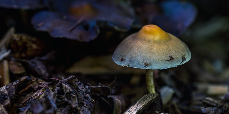 Får alle Psilocybin-svampe blå mærker? DO ALL PSILOCYBIN MUSHROOMS BRUISE BLUE?