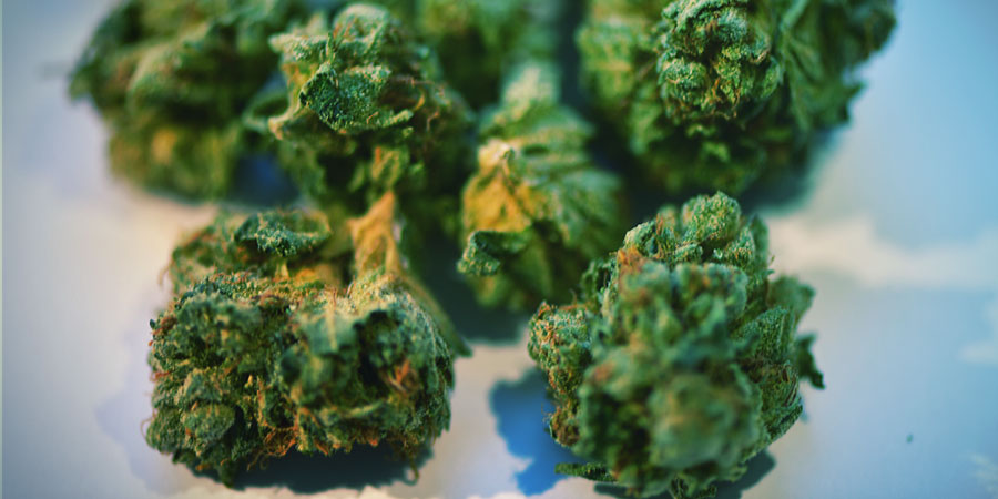 Hvad sker der, hvis du mishandler cannabisblomster? Hvad sker der, hvis du mishandler cannabisblomster?